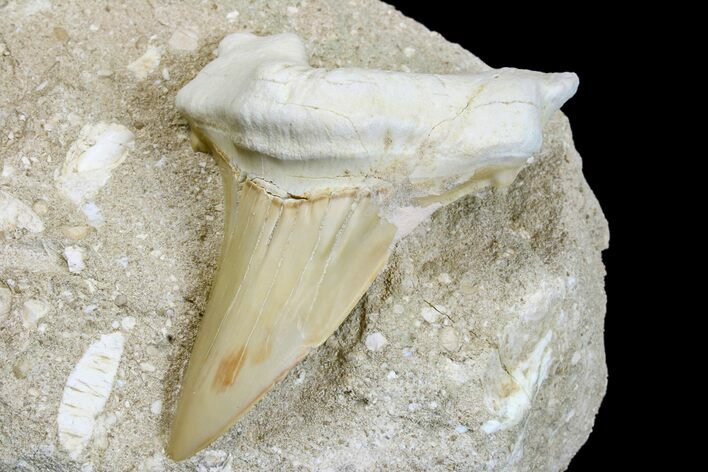 Eocene Otodus Shark Tooth Fossil in Rock - Huge Tooth! #171293